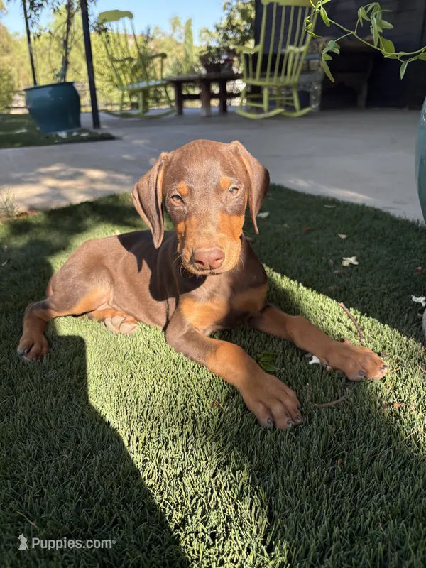 Duke – Doberman Pinscher puppy for sale in Temecula, CA