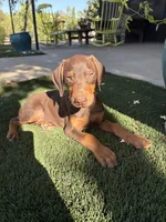 Duke, a male Doberman Pinscher for sale in Temecula, CA – 1 of 1