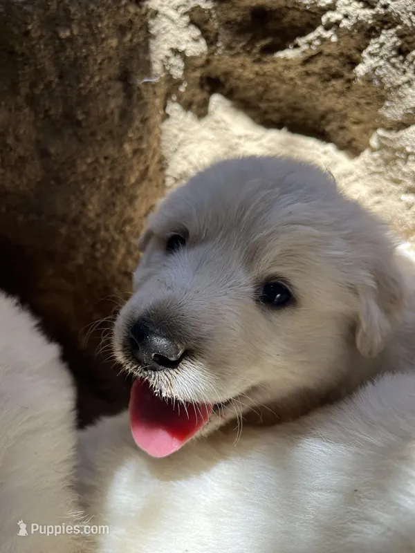 Snoopy – Great Pyrenees puppy for sale in Temecula, CA