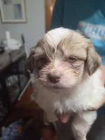 Little P, a female Maltipom for sale in Hudson, MA – 6 of 10
