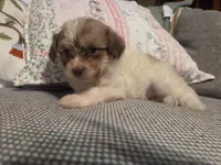 Little P, a female Maltipom for sale in Hudson, MA – 9 of 10