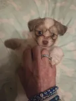 Little P, a female Maltipom for sale in Hudson, MA – 2 of 10