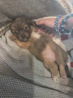 MILLIE, a female Maltipom for sale in Hudson, MA – 5 of 8