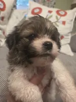 Jack, a male Maltipom for sale in Hudson, MA – 9 of 10