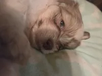 Little P, a female Maltipom for sale in Hudson, MA – 3 of 10