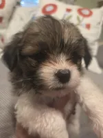 Jack, a male Maltipom for sale in Hudson, MA – 1 of 10