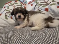 Jack, a male Maltipom for sale in Hudson, MA – 3 of 10