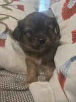 MILLIE, a female Maltipom for sale in Hudson, MA – 2 of 8