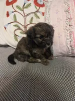 GLORIA, a female Maltipom for sale in Hudson, MA – 4 of 9