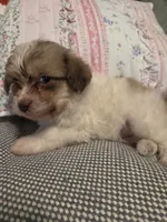 Little P, a female Maltipom for sale in Hudson, MA – 7 of 10