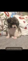 Jack, a male Maltipom for sale in Hudson, MA – 10 of 10