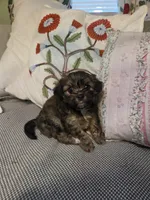 GLORIA, a female Maltipom for sale in Hudson, MA – 2 of 9