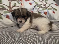 Jack, a male Maltipom for sale in Hudson, MA – 6 of 10