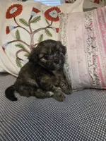 GLORIA, a female Maltipom for sale in Hudson, MA – 8 of 9