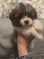 Jack, a male Maltipom for sale in Hudson, MA – 2 of 10