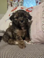 GLORIA, a female Maltipom for sale in Hudson, MA – 6 of 9