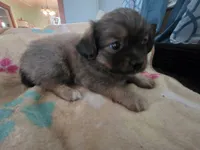 MILLIE, a female Maltipom for sale in Hudson, MA – 1 of 8