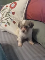 Little P, a female Maltipom for sale in Hudson, MA – 1 of 10