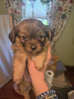 MILLIE, a female Maltipom for sale in Hudson, MA – 3 of 8