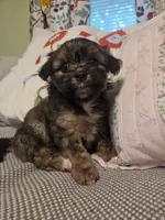 GLORIA, a female Maltipom for sale in Hudson, MA – 7 of 9