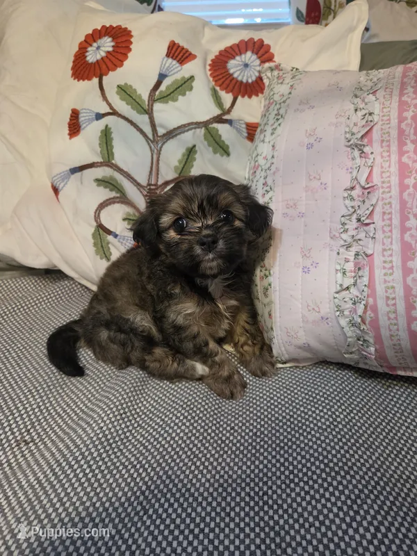 GLORIA – Maltipom puppy for sale in Hudson, MA