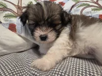 Jack, a male Maltipom for sale in Hudson, MA – 4 of 10
