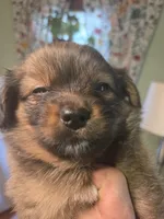 MILLIE, a female Maltipom for sale in Hudson, MA – 4 of 8