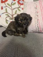 GLORIA, a female Maltipom for sale in Hudson, MA – 5 of 9