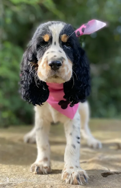 Marla – English Springer Spaniel puppy for sale in Crawford, TN