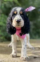 Marla, a female English Springer Spaniel for sale in Crawford, TN – 1 of 7