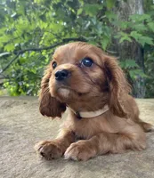 Amber, a female Cavalier King Charles Spaniel for sale in Crawford, TN – 7 of 7