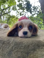 Emerald, a female Cavalier King Charles Spaniel for sale in Crawford, TN – 3 of 4