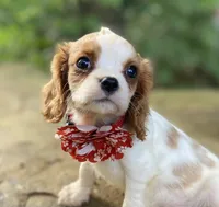 Opal, a female Cavalier King Charles Spaniel for sale in Crawford, TN – 2 of 5