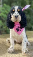 Marla, a female English Springer Spaniel for sale in Crawford, TN – 6 of 7