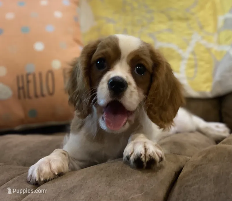 Jasper – Cavalier King Charles Spaniel puppy for sale in Crawford, TN