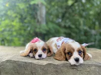Jasper, a male Cavalier King Charles Spaniel for sale in Crawford, TN – 4 of 4