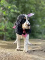 Marla, a female English Springer Spaniel for sale in Crawford, TN – 7 of 7