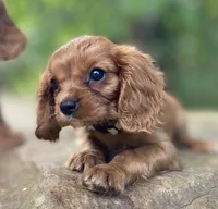 Amber, a female Cavalier King Charles Spaniel for sale in Crawford, TN – 2 of 7