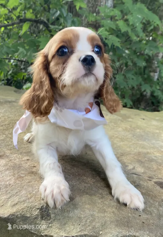 Jasper – Cavalier King Charles Spaniel puppy for sale in Crawford, TN