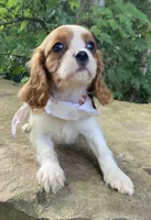 Jasper, a male Cavalier King Charles Spaniel for sale in Crawford, TN – 1 of 4