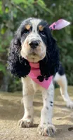 Marla, a female English Springer Spaniel for sale in Crawford, TN – 4 of 7
