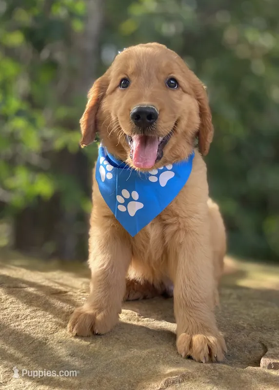 Tater tot – Golden Retriever puppy for sale in Crawford, TN