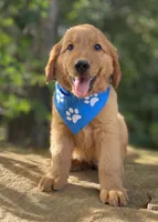 Tater tot, a male Golden Retriever for sale in Crawford, TN – 1 of 3