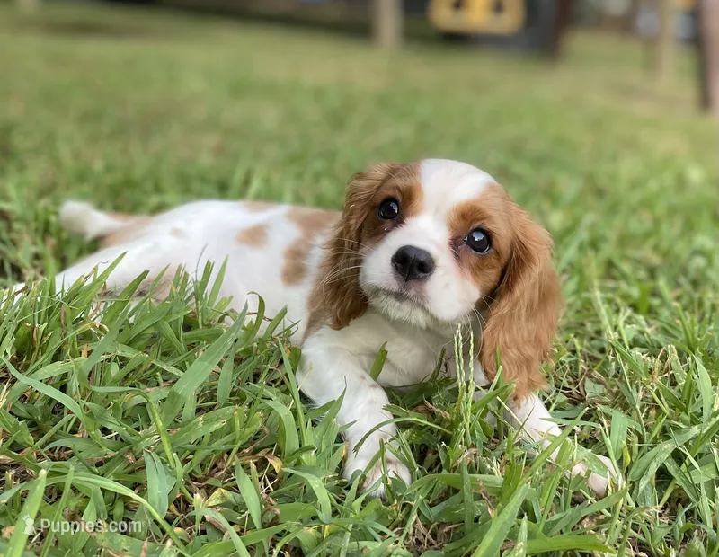 Emerald – Cavalier King Charles Spaniel puppy for sale in Crawford, TN
