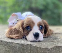 Jasper, a male Cavalier King Charles Spaniel for sale in Crawford, TN – 3 of 4
