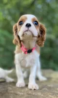 Topaz, a female Cavalier King Charles Spaniel for sale in Crawford, TN – 2 of 5