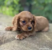 Amber, a female Cavalier King Charles Spaniel for sale in Crawford, TN – 5 of 7