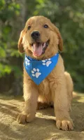 Tater tot, a male Golden Retriever for sale in Crawford, TN – 2 of 3
