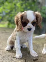 Topaz, a female Cavalier King Charles Spaniel for sale in Crawford, TN – 3 of 5