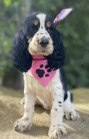 Marla, a female English Springer Spaniel for sale in Crawford, TN – 3 of 7